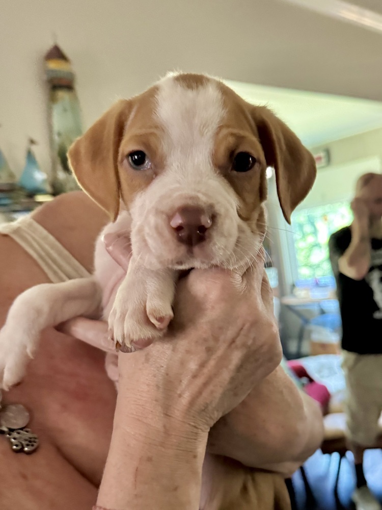 Toby (Nala's Litter)
