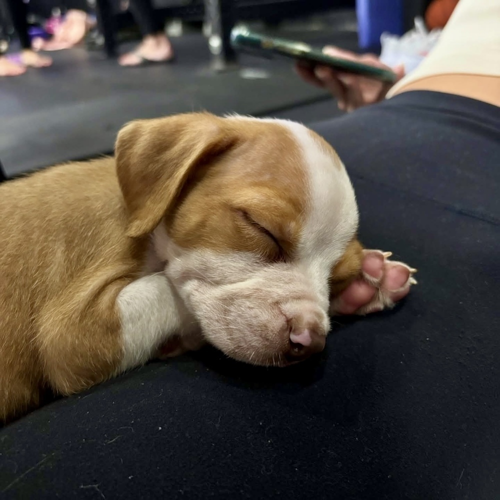 Toby (Nala's Litter)