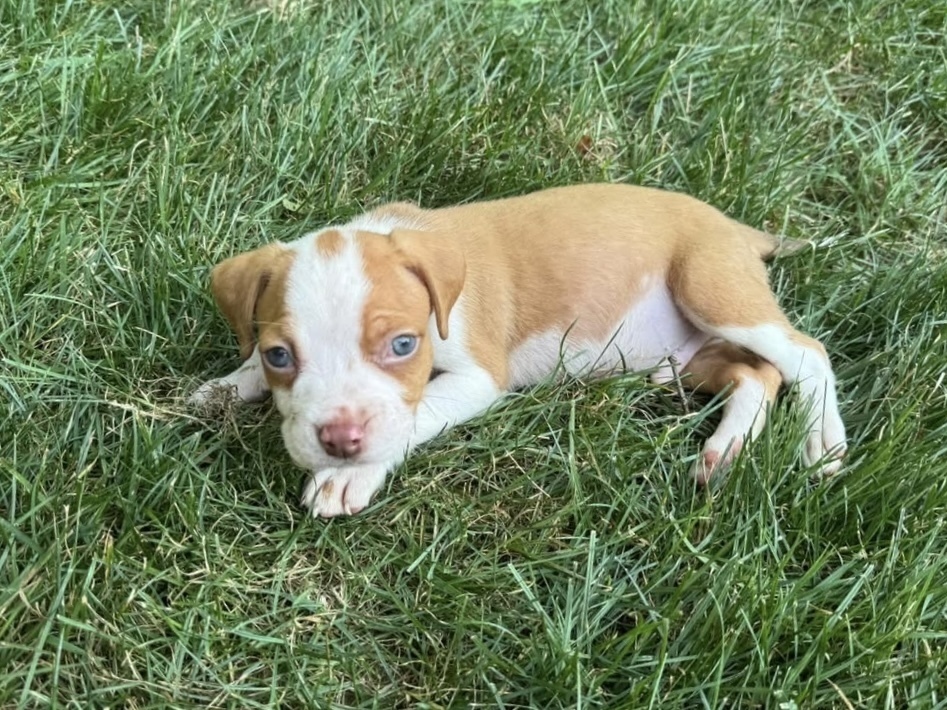 Toby (Nala's Litter)