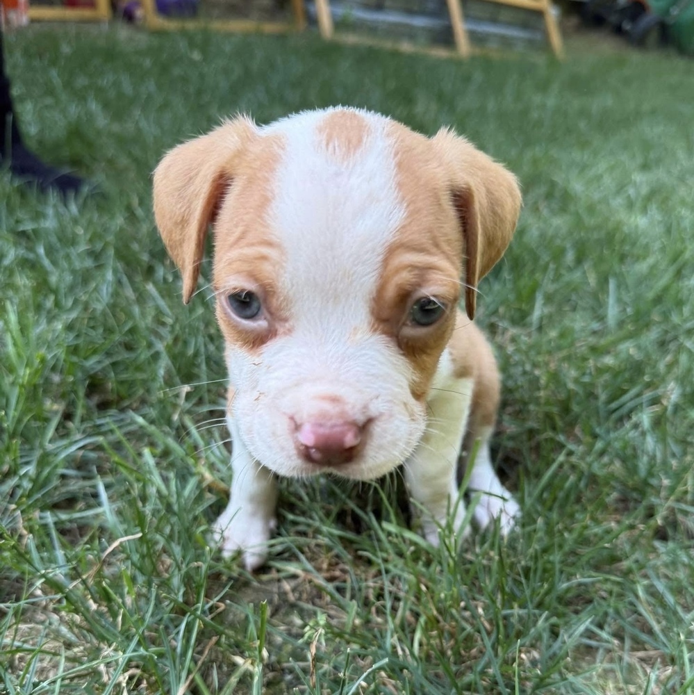 Toby (Nala's Litter)