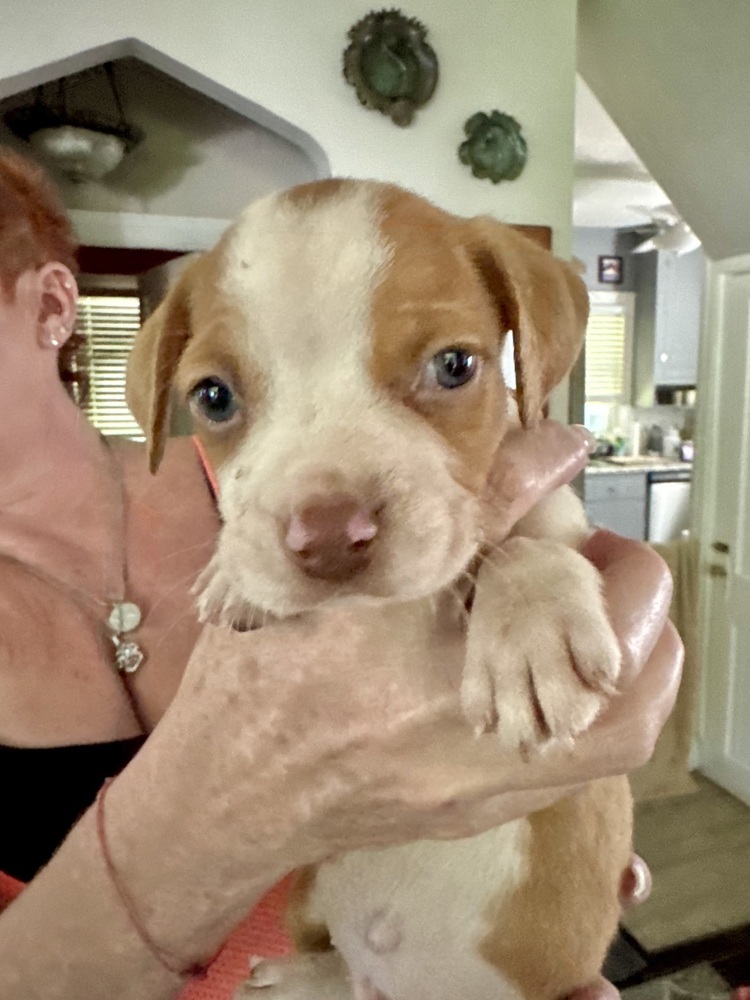 Toby (Nala's Litter)