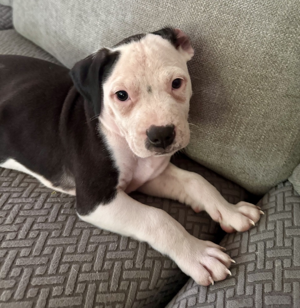 Milo (Nala's Litter)