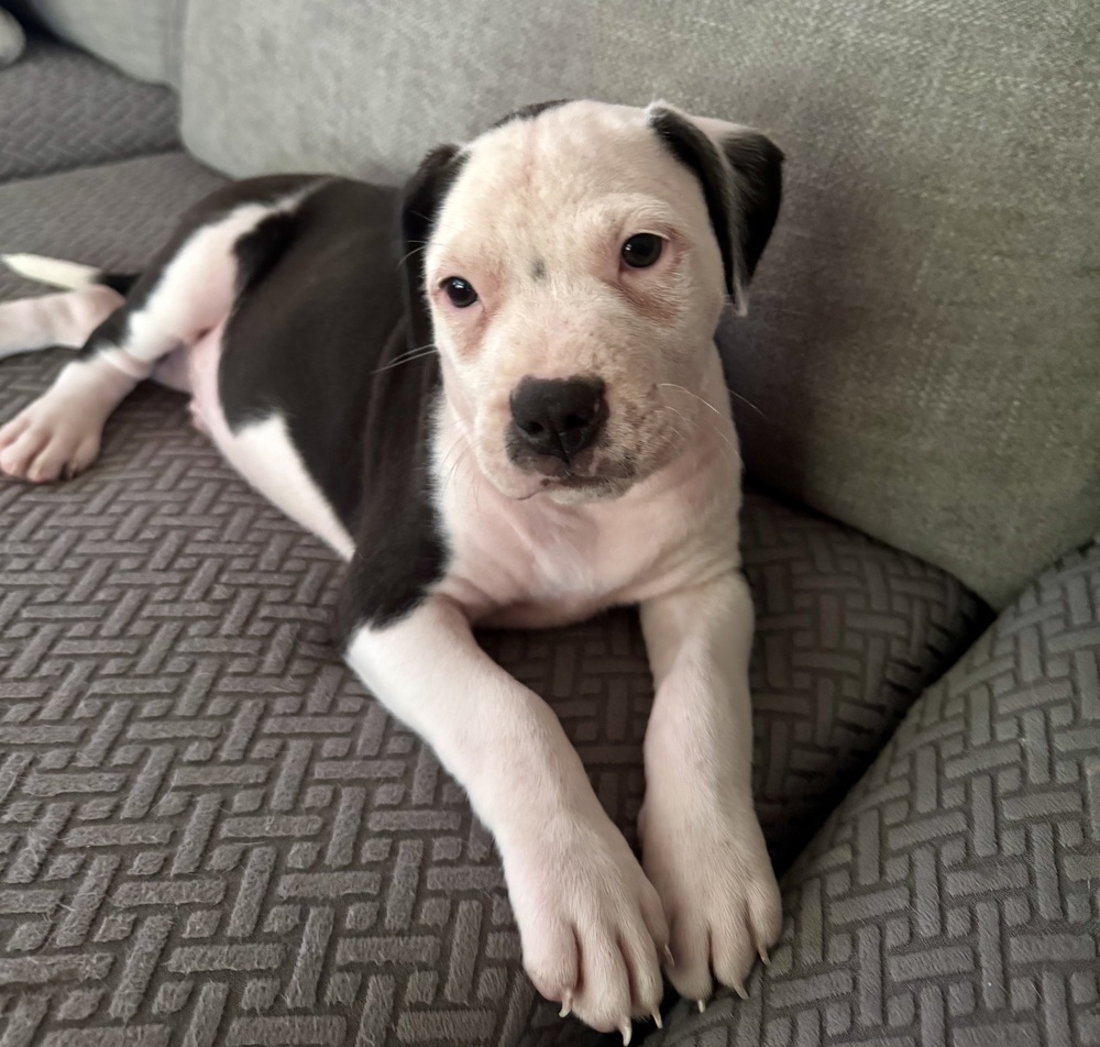 Milo (Nala's Litter)