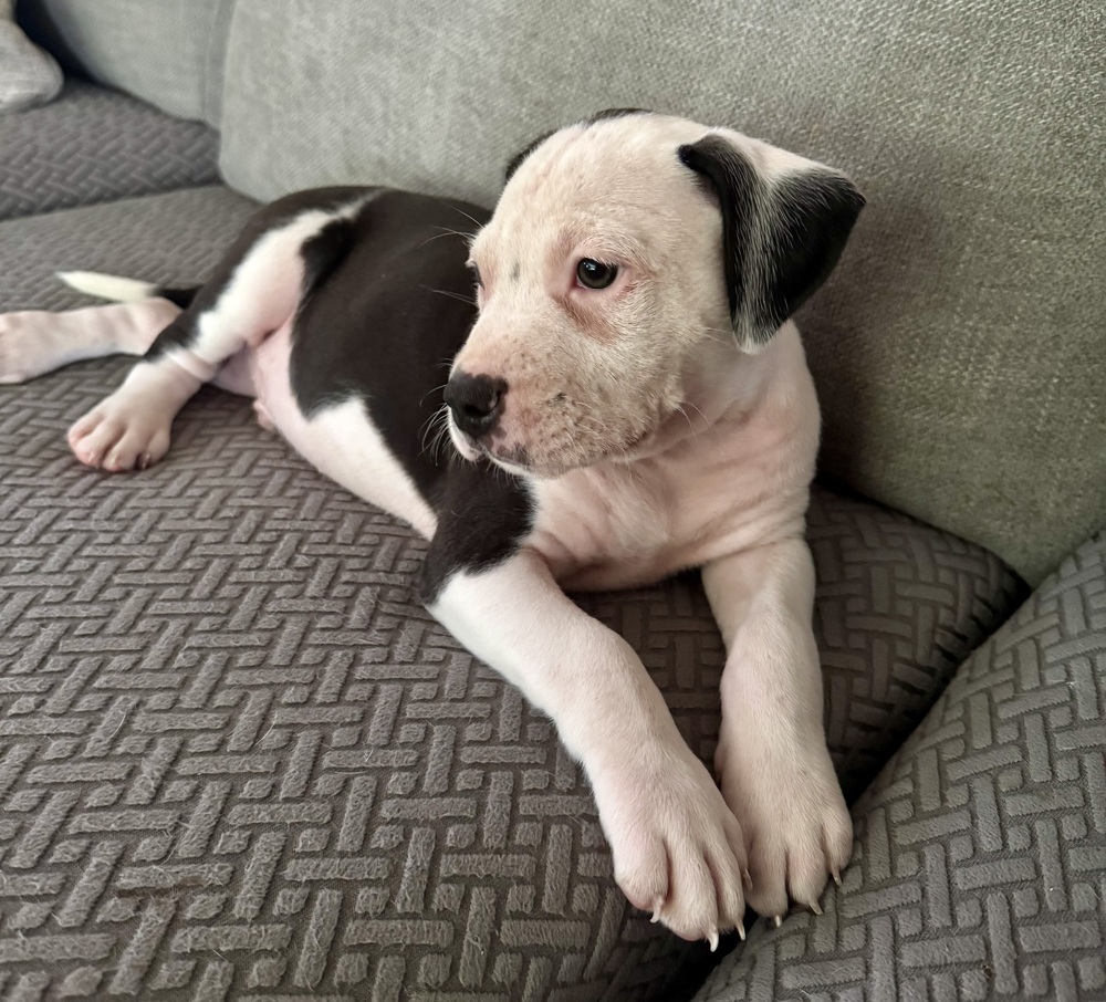 Milo (Nala's Litter)
