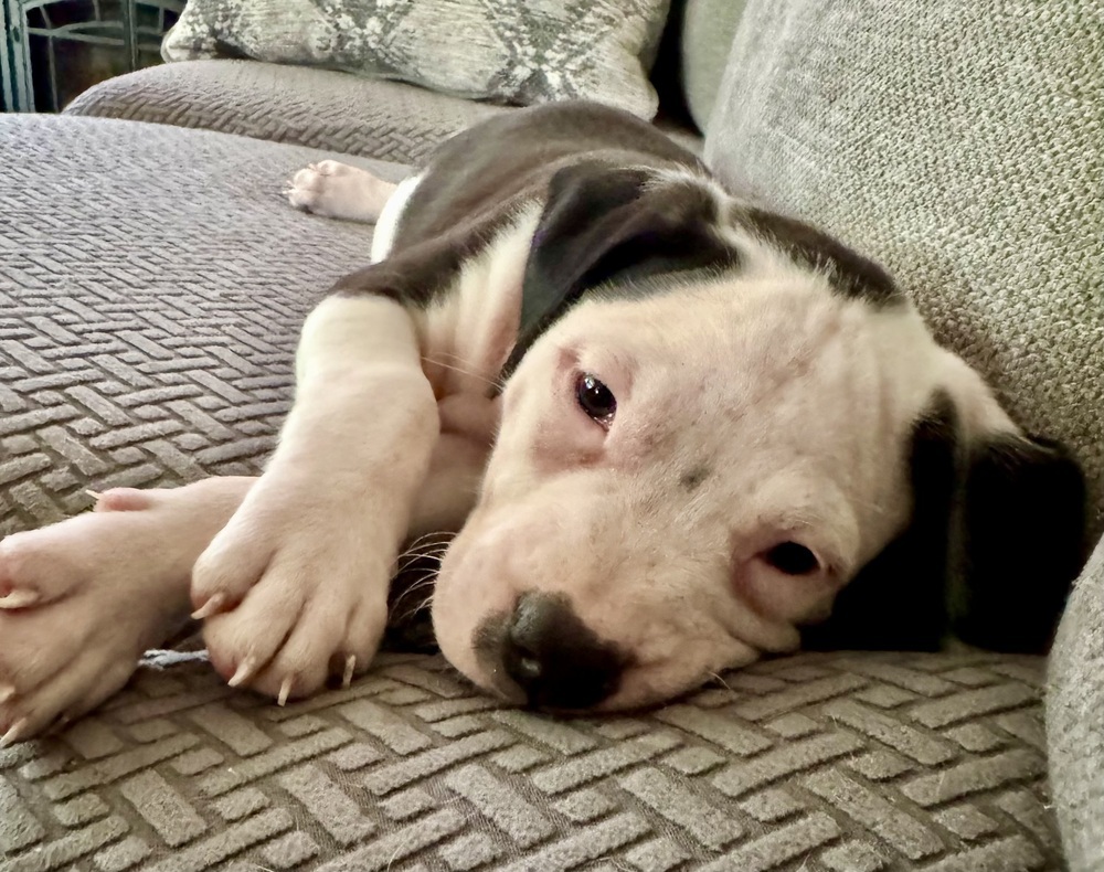 Milo (Nala's Litter)