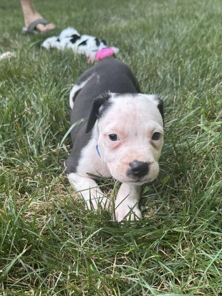 Milo (Nala's Litter)