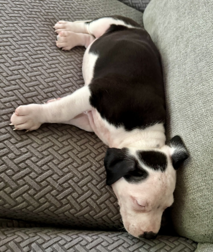 Milo (Nala's Litter)