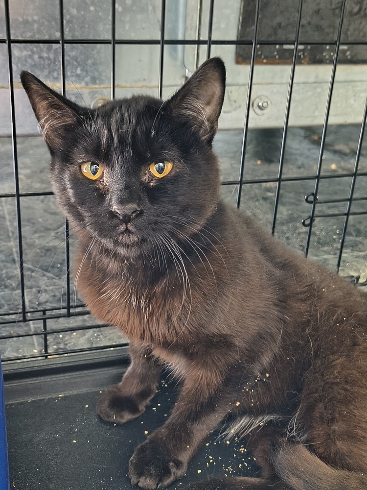 Bagheera