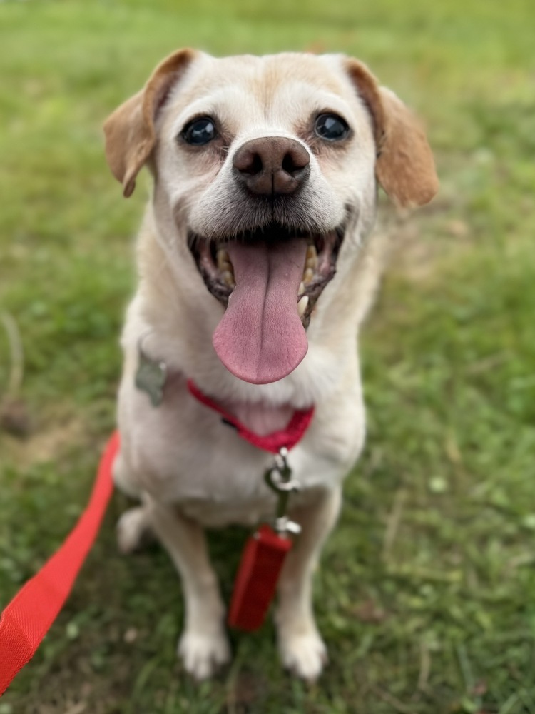 Daisy Dixie