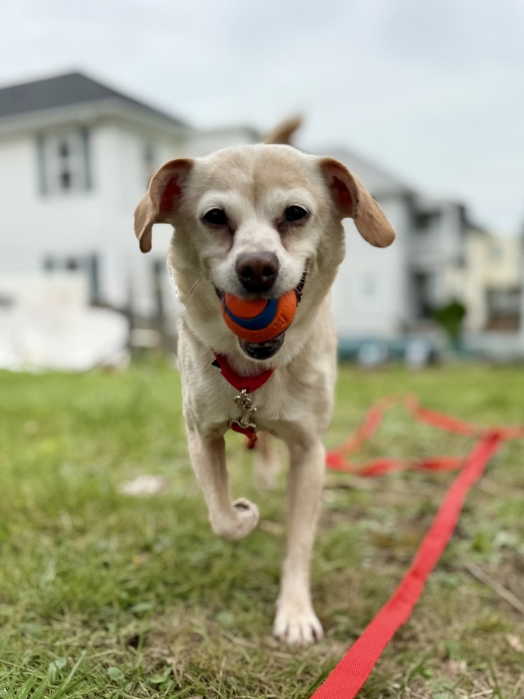 Daisy Dixie