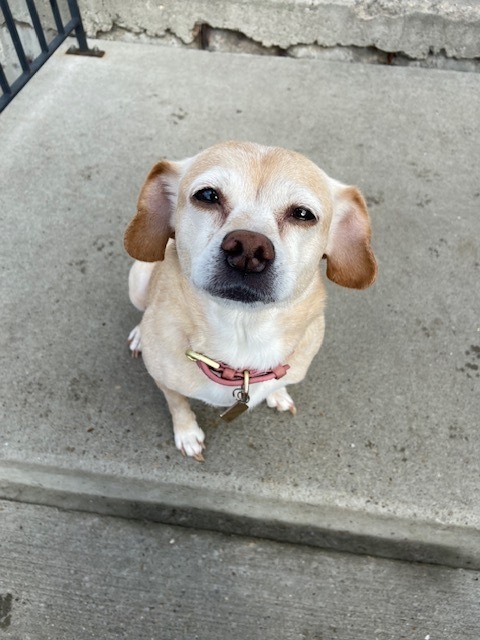 Daisy Dixie