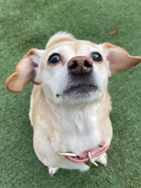 Daisy Dixie