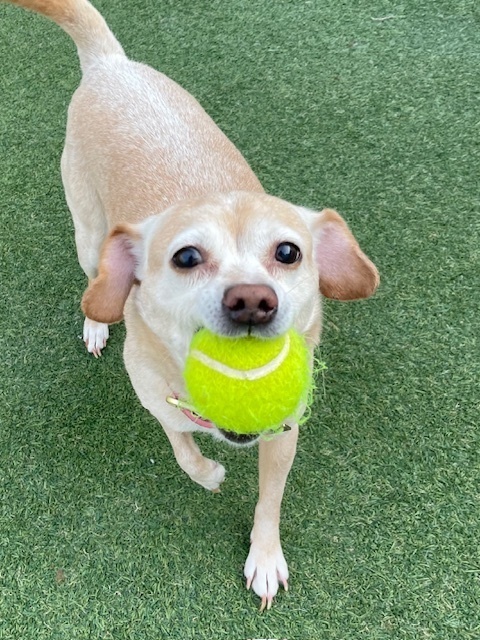 Daisy Dixie