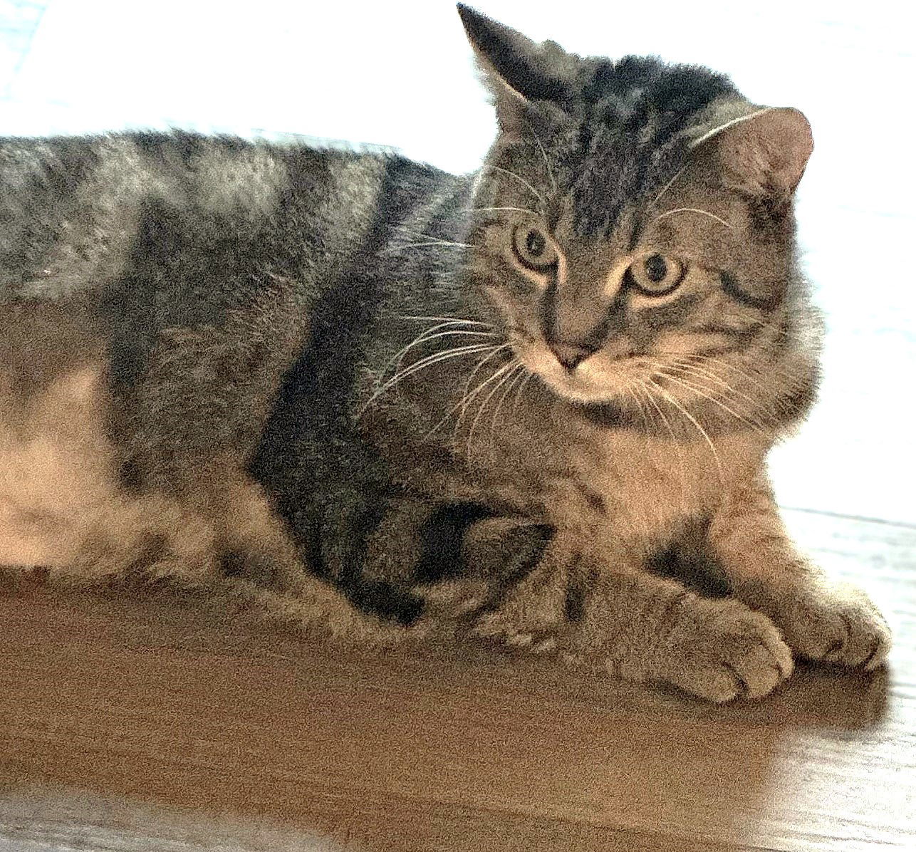 Winston