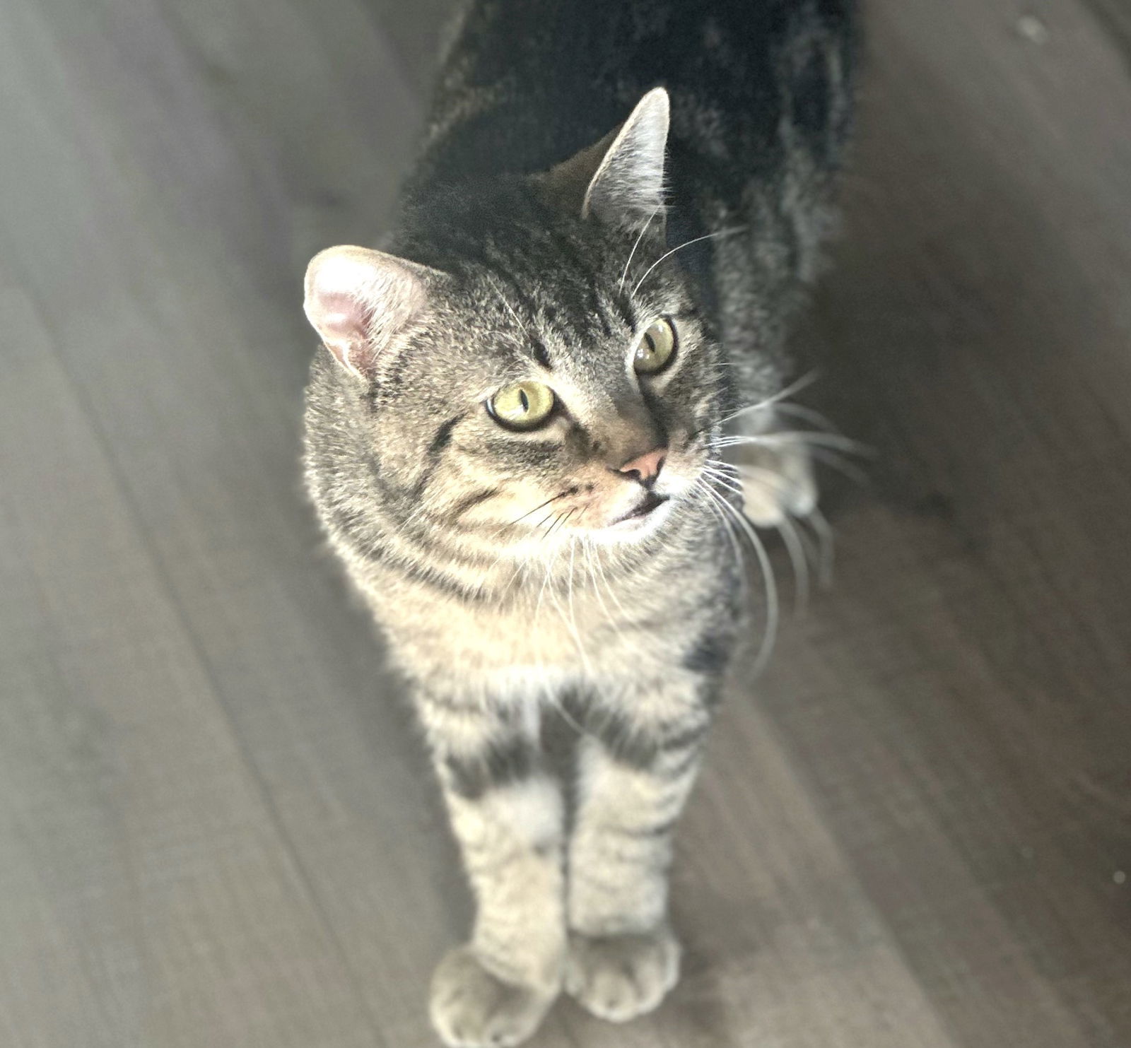 Winston