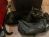 Samson photo 5