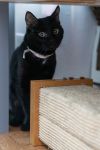 Samson photo 6