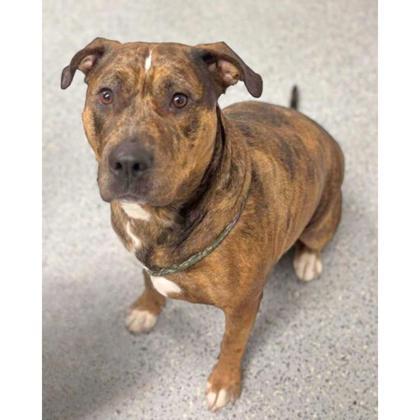 Gypsy, an adoptable Pit Bull Terrier, Mixed Breed in Caldwell, ID, 83607 | Photo Image 1