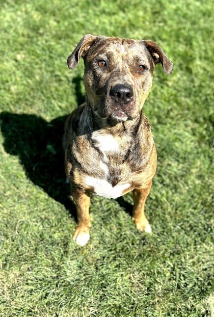 Gypsy, an adoptable Pit Bull Terrier, Mixed Breed in Caldwell, ID, 83607 | Photo Image 2