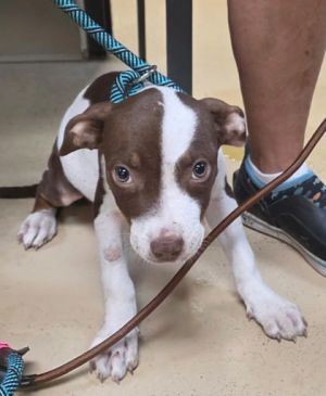 Darla
