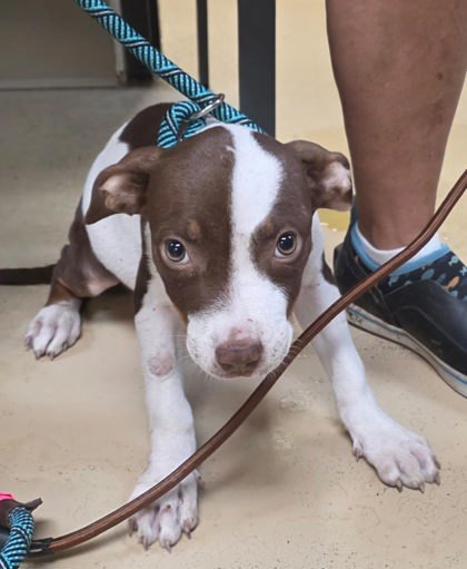 Darla
