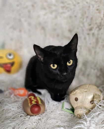 Pandora @ PetSmart