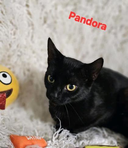 Pandora @ PetSmart