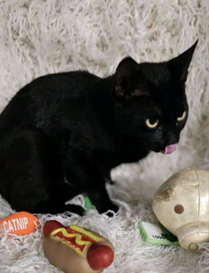 Pandora @ PetSmart 3