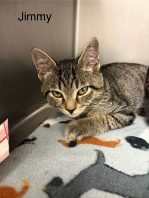 Primary Color Tabby Weight 35lbs Age 0yrs 3mths 2wks Animal has been Neutered