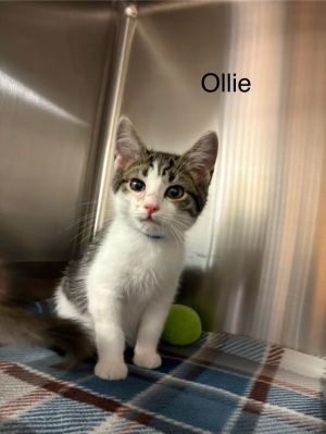 Otis