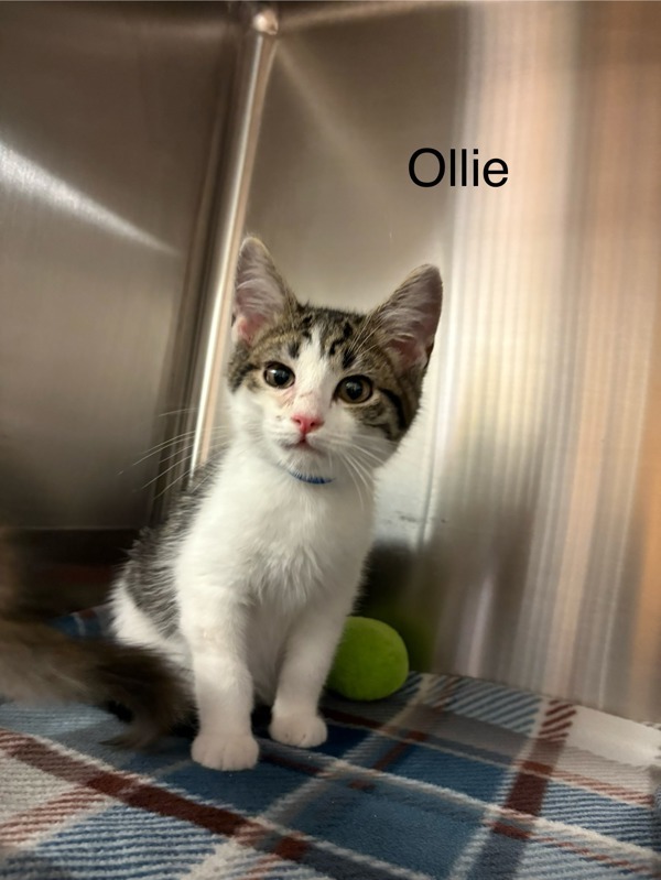 Otis