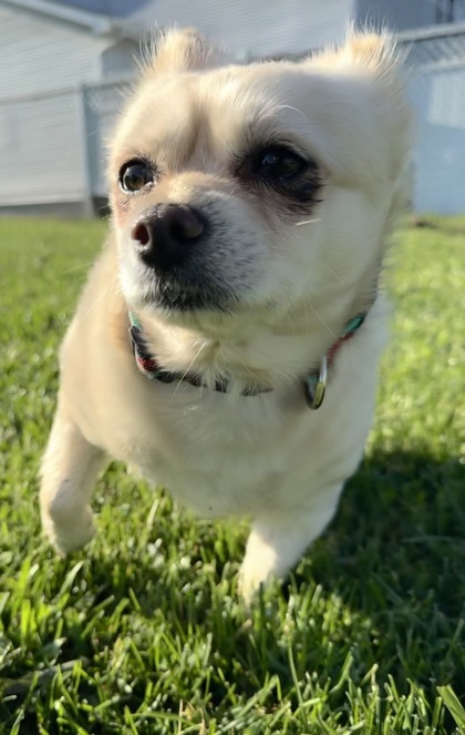 Gordon
