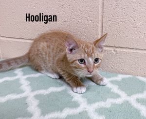 Hooligan