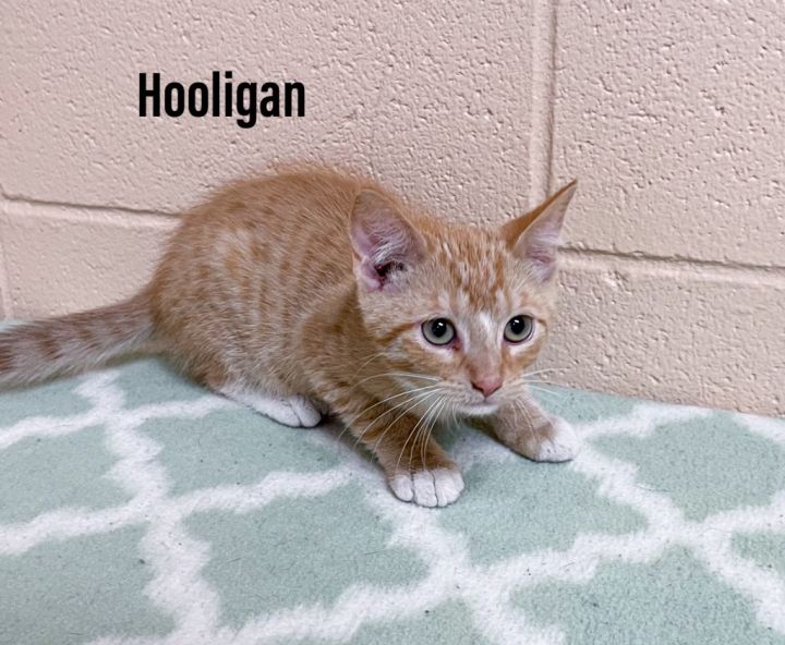 Hooligan 1