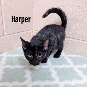 Harper