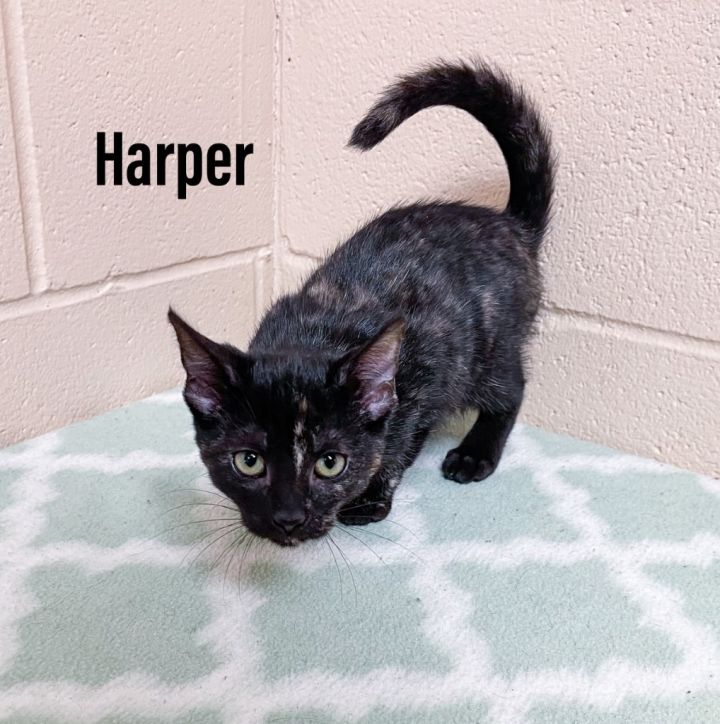 Harper 1