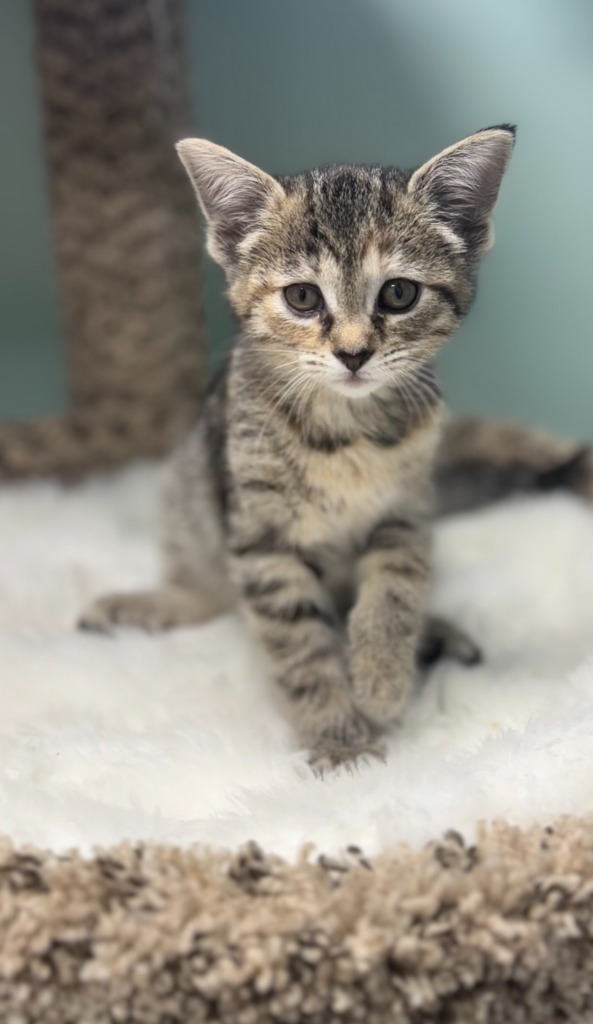 Lune Noir * IN FOSTER *