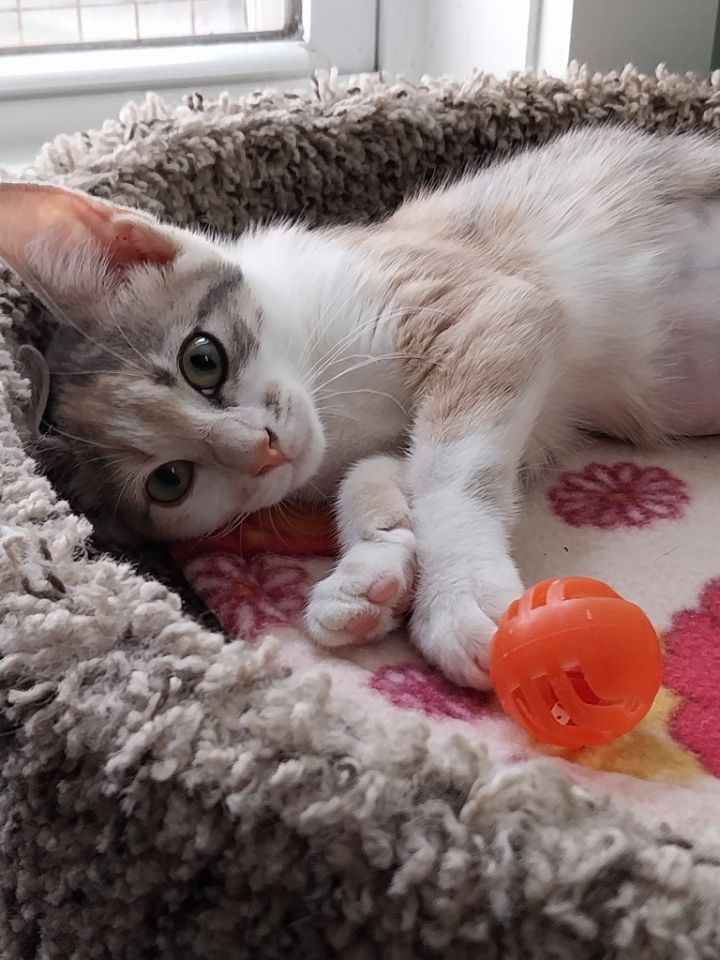 Marilyn * IN FOSTER * 1