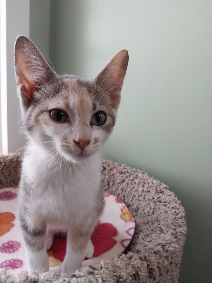 Marilyn * IN FOSTER * 2