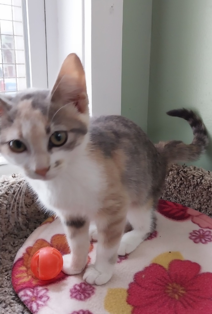 Marilyn * IN FOSTER * 3