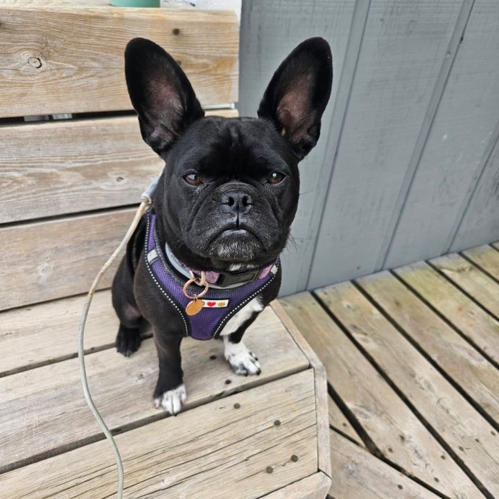 Lucy 1