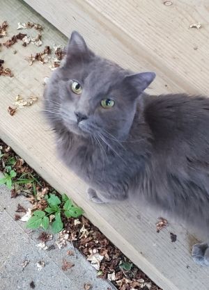 Grayson