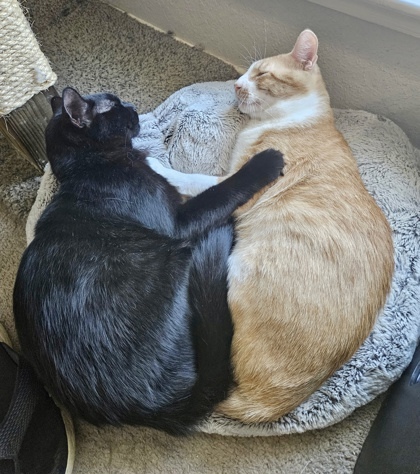 Nolan and Gizmo (bonded pair)