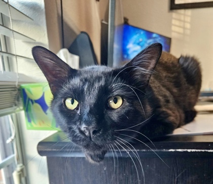 Nolan and Gizmo (bonded pair)