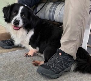 Oreo
