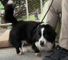 Oreo photo 3