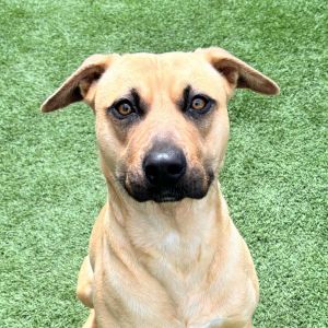 Dahlia Shepherd Dog