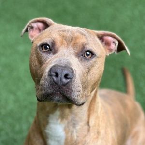 Skeeter Pit Bull Terrier Dog