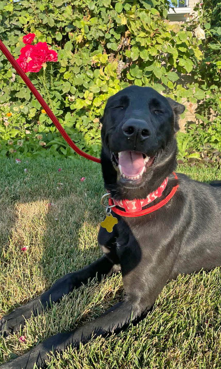 Summer Rain, an adoptable Labrador Retriever in Salt Lake City, UT, 84171 | Photo Image 2