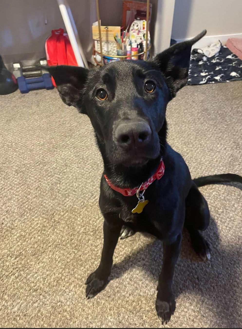 Summer Rain, an adoptable Labrador Retriever in Salt Lake City, UT, 84171 | Photo Image 3